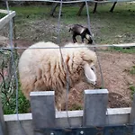Quinta Da Bolota Small Vakantieboerderij *
