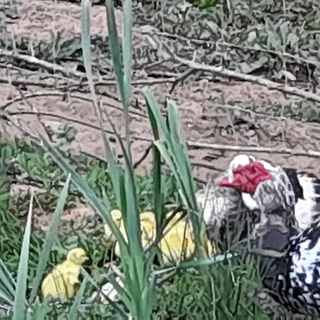 Gospodarstwo agroturystyczne Quinta Da Bolota Double