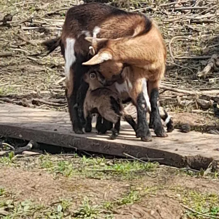 Quinta Da Bolota Double Lantgård Alvaiázere