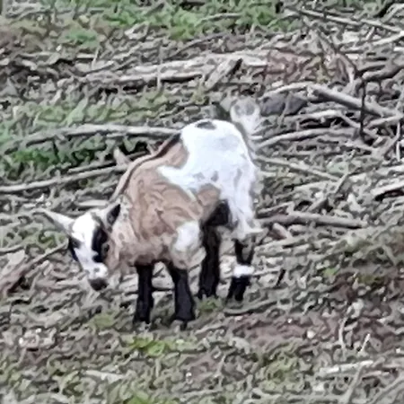 Quinta Da Bolota Double Farmház