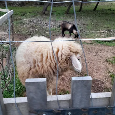 Quinta Da Bolota Double Lantgård *