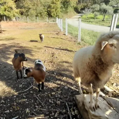 Farm stay Quinta Da Bolota Small *