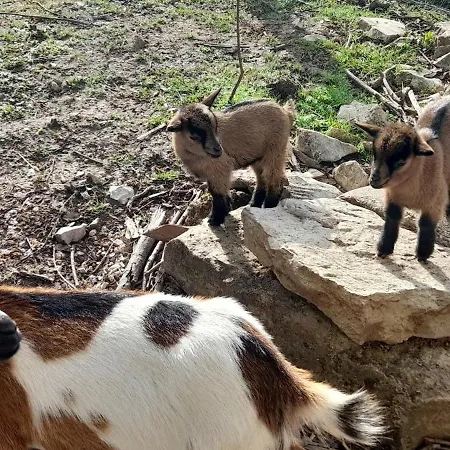 Quinta Da Bolota Small Farm stay