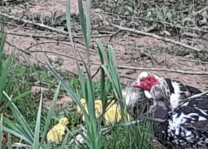 Farmház Quinta Da Bolota Double