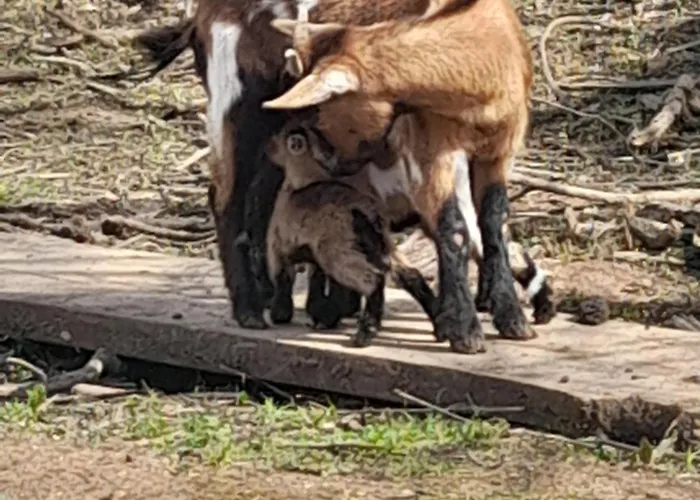 Quinta Da Bolota Double Farmház Alvaiázere