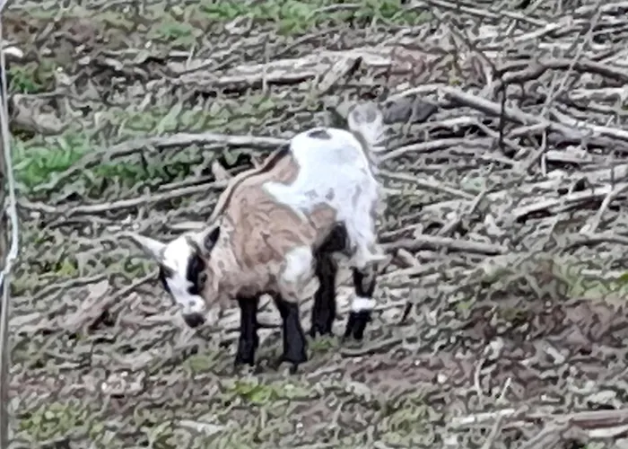 Quinta Da Bolota Double Farmház