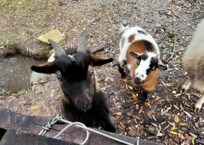 Quinta Da Bolota Double Farmház *