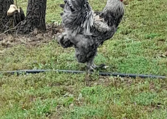 Quinta Da Bolota Double *