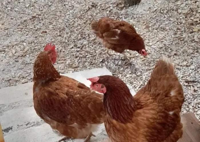 Quinta Da Bolota Double Κατάλυμα σε φάρμα